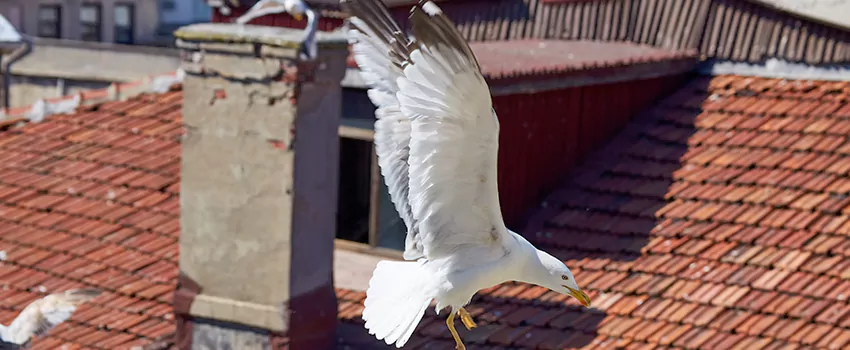 Residential Chimney Animal Removal Solution in Perth Amboy, NJ