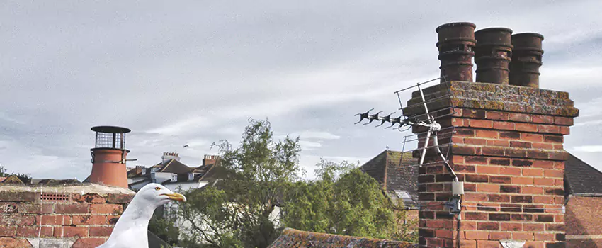 Chimney Cleaning And Restoration in Perth Amboy, New Jersey